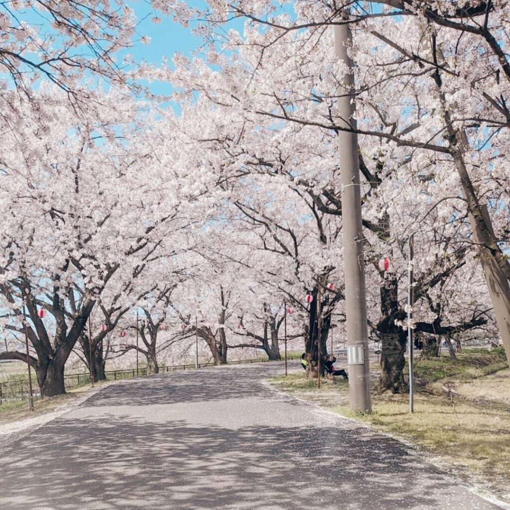 満開の桜がトンネルのようになっている道の写真。