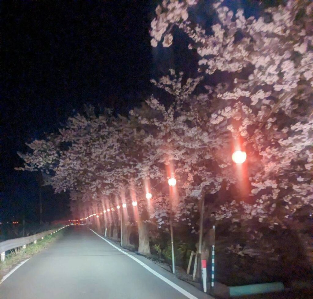 夜桜とぼんぼりが光っている写真。